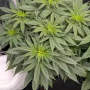 Searching for Taste 2.0