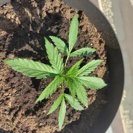 Not first Automatic but First Granddaddy