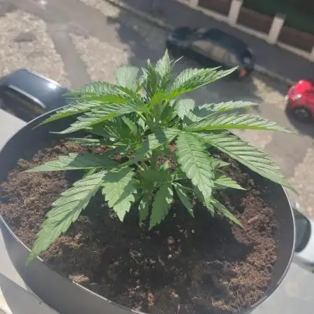Not first Automatic but First Granddaddy