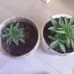Cookies & Cream