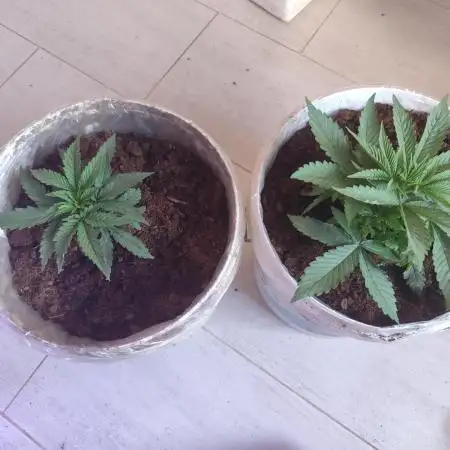 Cookies & Cream