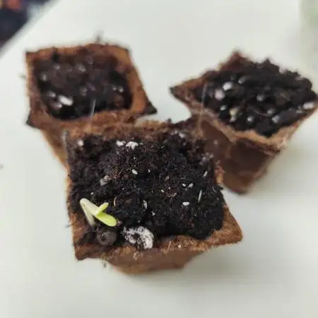 Cookies & Cream