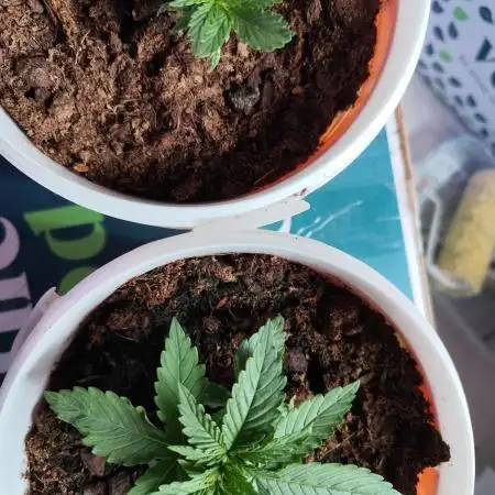 Cookies & Cream