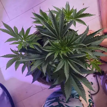 Cookies & Cream