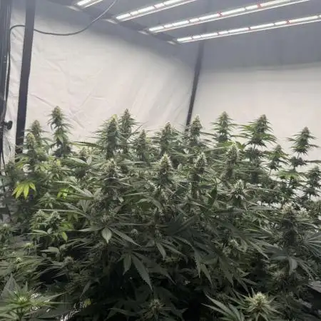 Indoor no.1