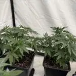 Indoor no.2