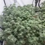 Indoor no.2