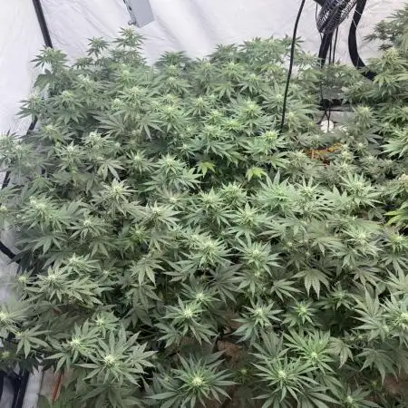Indoor no.2