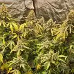 Sun of a peach - organic