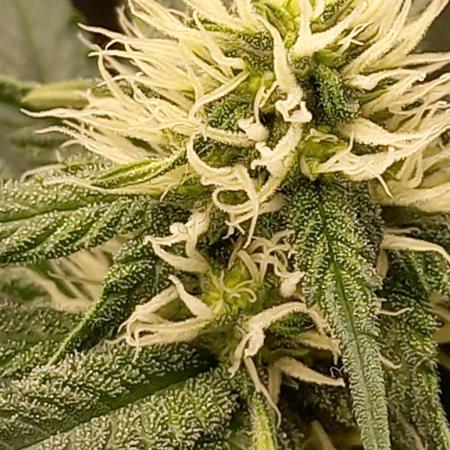 Sun of a peach - organic