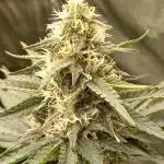 Sun of a peach - organic