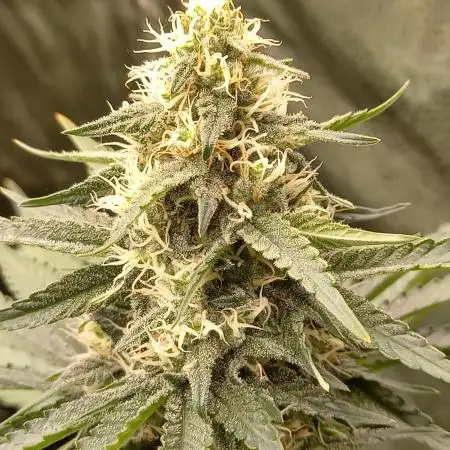 Sun of a peach - organic