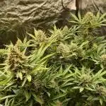 Sun of a peach - organic