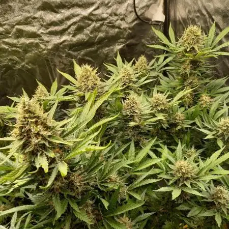 Sun of a peach - organic