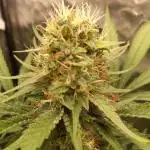 Sun of a peach - organic