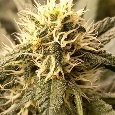 Sun of a peach - organic