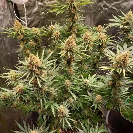 Sun of a peach - organic