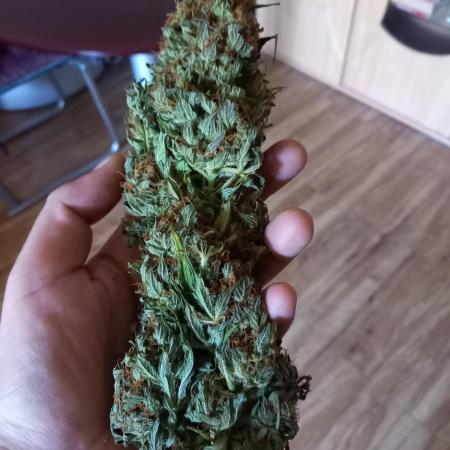 Sun of a peach - organic