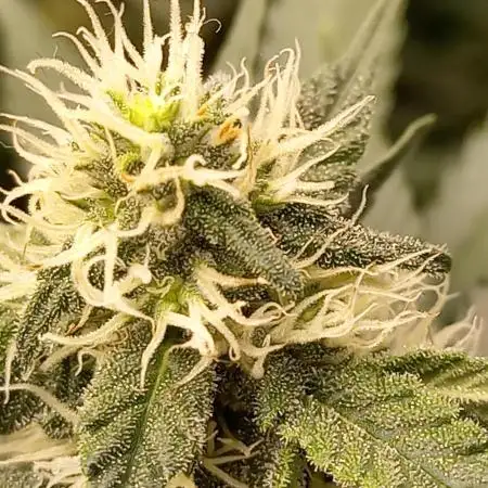 Sun of a peach - organic