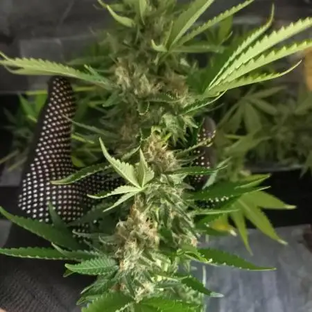 Sun of a peach - organic