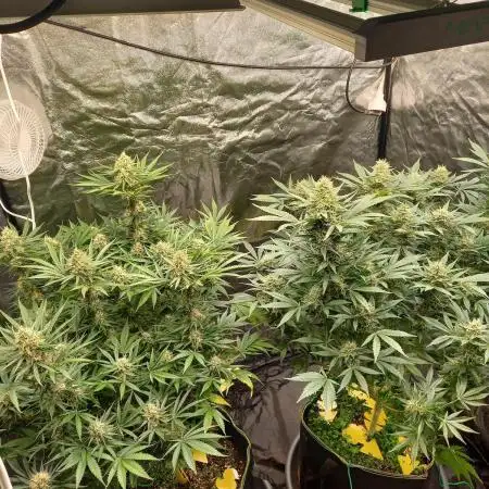 Sun of a peach - organic