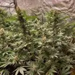 Sun of a peach - organic
