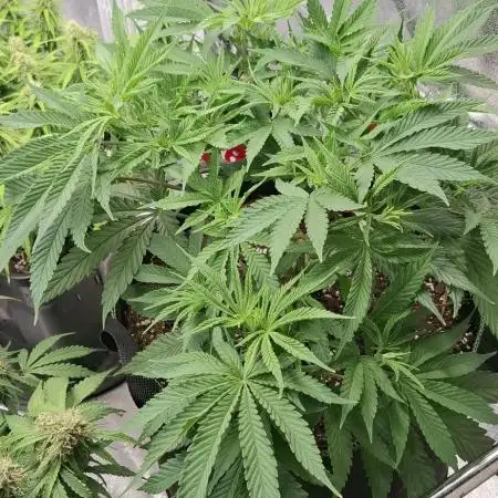 Jack Herer Classic grow + 2 other