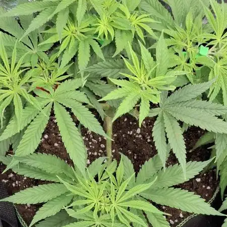 Jack Herer Classic grow + 2 other