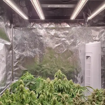 Jack Herer Classic grow + 2 other