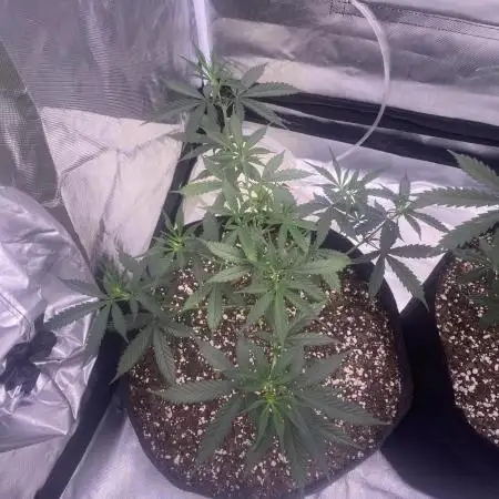 Tahoe OG auto (first autoflower grow)