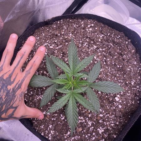 Tahoe OG auto (first autoflower grow)
