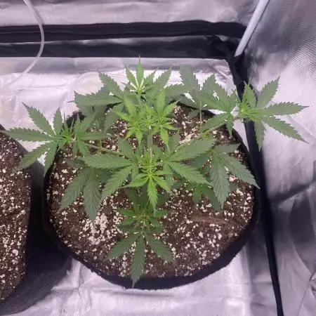 Tahoe OG auto (first autoflower grow)
