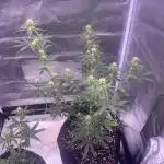 Tahoe OG auto (first autoflower grow)