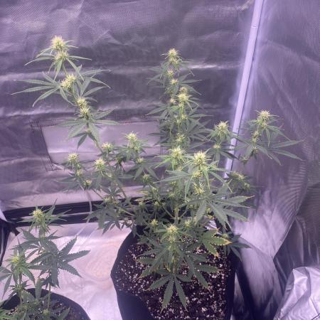 Tahoe OG auto (first autoflower grow)