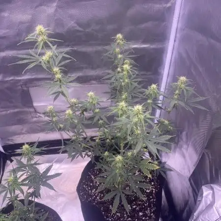 Tahoe OG auto (first autoflower grow)