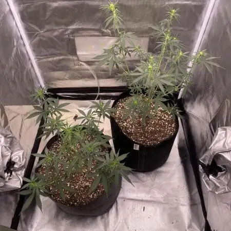 Tahoe OG auto (first autoflower grow)