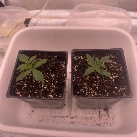 Tahoe OG auto (first autoflower grow)