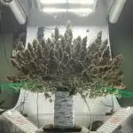 OG Kush Triploid Auto