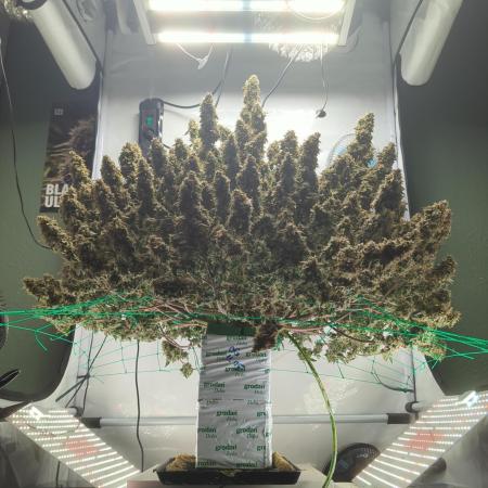 OG Kush Triploid Auto