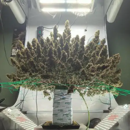 OG Kush Triploid Auto