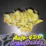 GrandDaddy Purple (Auto XXL)
