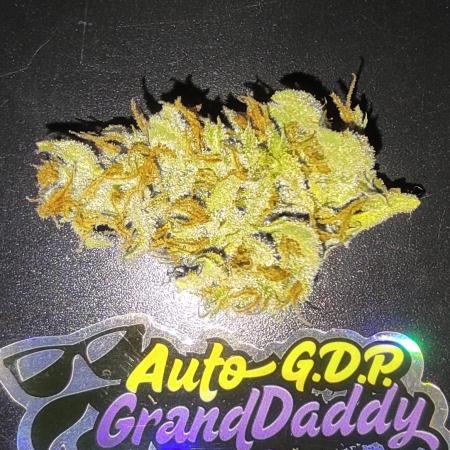 GrandDaddy Purple (Auto XXL)