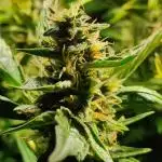 GrandDaddy Purple Auto XXL