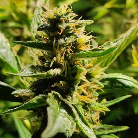 GrandDaddy Purple Auto XXL