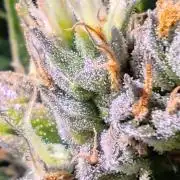 GrandDaddy Purple (Auto XXL)