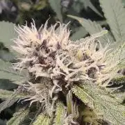 Diablo Rojo XL by Sweet Seeds - DWC