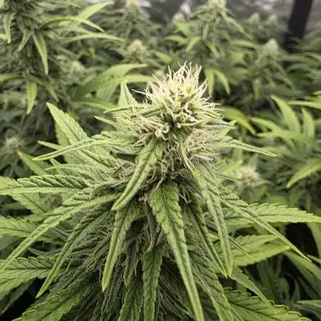 Critical