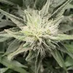 Critical