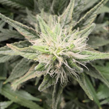 Critical