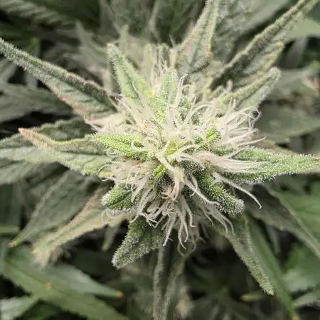 Critical